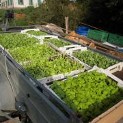 Le jardin début août