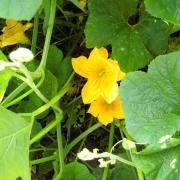 Le jardin début août