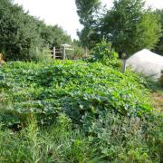 Le jardin début août