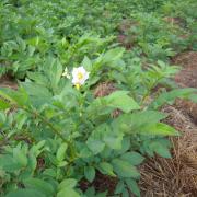 Le jardin début août