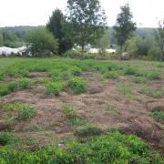 Le jardin début août