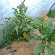 Le jardin début août