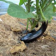 Le jardin début août