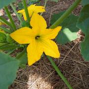 Le jardin début août