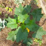 Le jardin début août