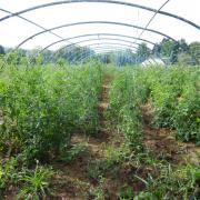 Le jardin début août