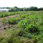 Le jardin début août