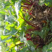 Le jardin début août