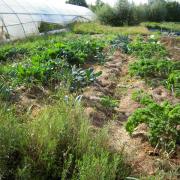 Le jardin début août