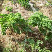 Le jardin début août