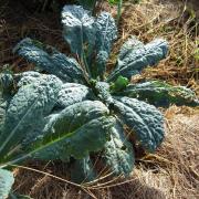 Le jardin début août