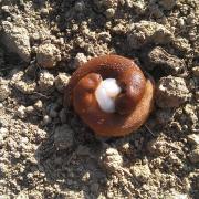 Limaces en pleine reproduction