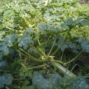 Courgettes verte d'Italie