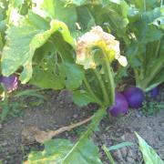 Navets globes violets
