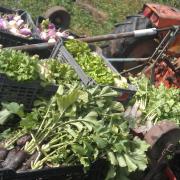Récolte de radis, salades, navets