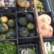 Quelques courges