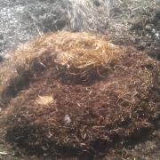 Tas de fumier bovin composté et ses lombrics