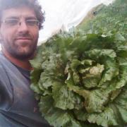 Laitue batavia rouge sang sous serre entre les poivrons