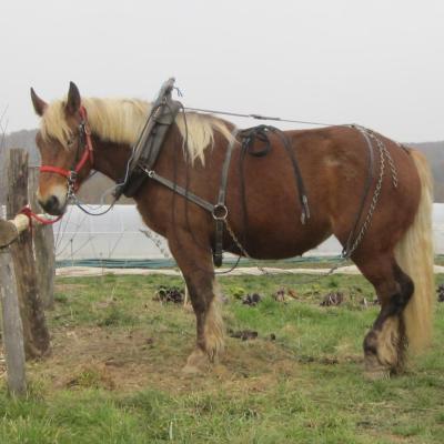 Agathe prête à atteler