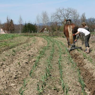 Houe-sine auto construite
