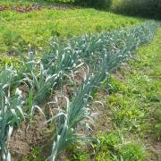 Betteraves, Carottes, Poireaux