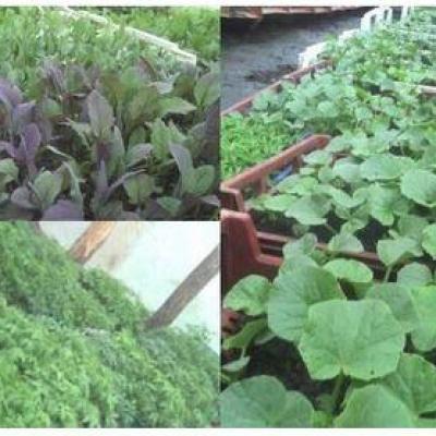 022 plants