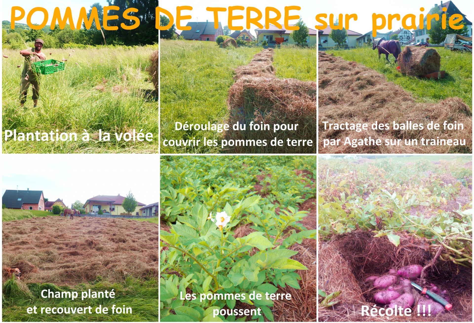 ITK pomme de terre sous foin sur prairie