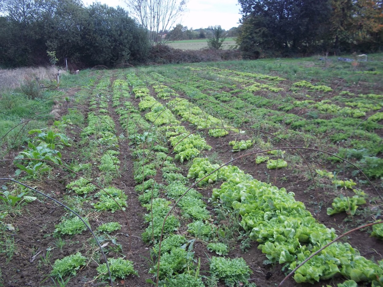 2015 cv scaroles 01