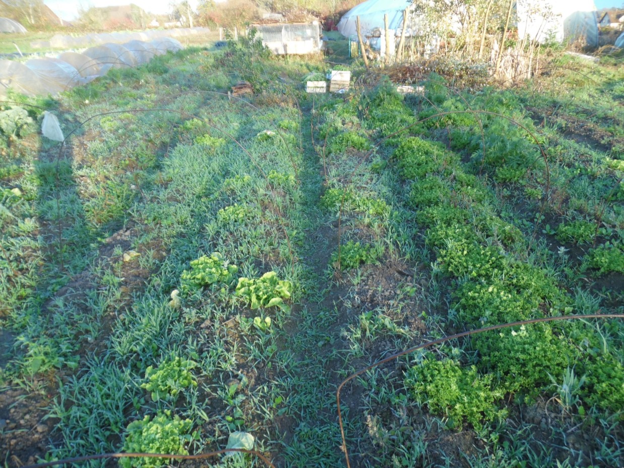 2015 cv scaroles 02