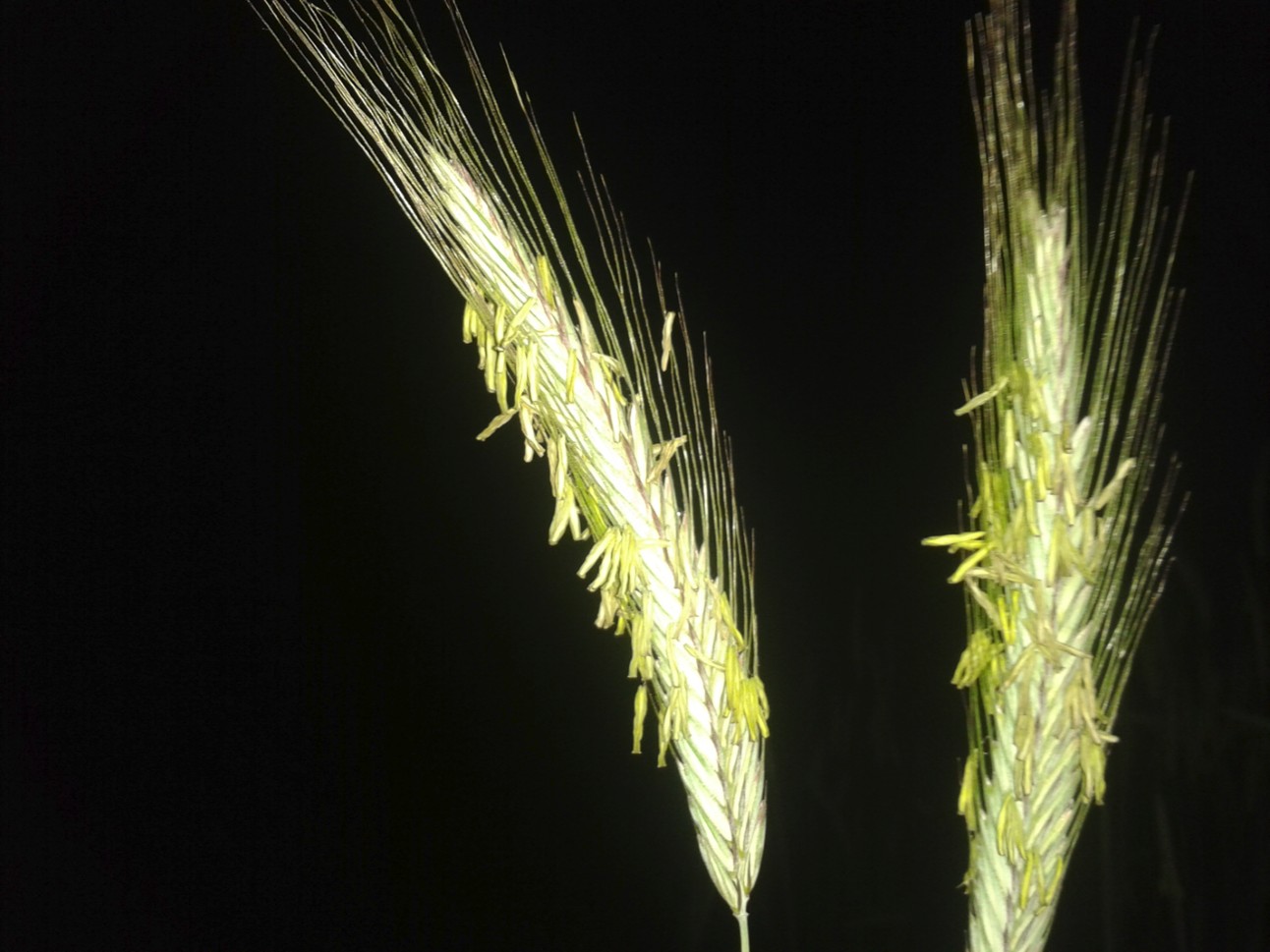 2015 cv scaroles 06
