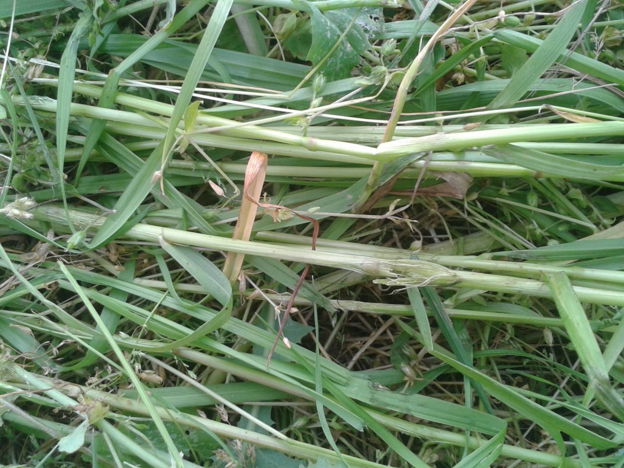 2015 cv scaroles 09