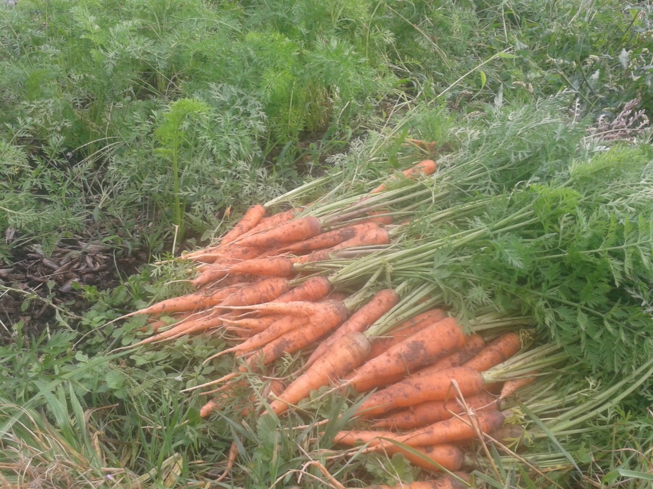 2016 carottes volees 11