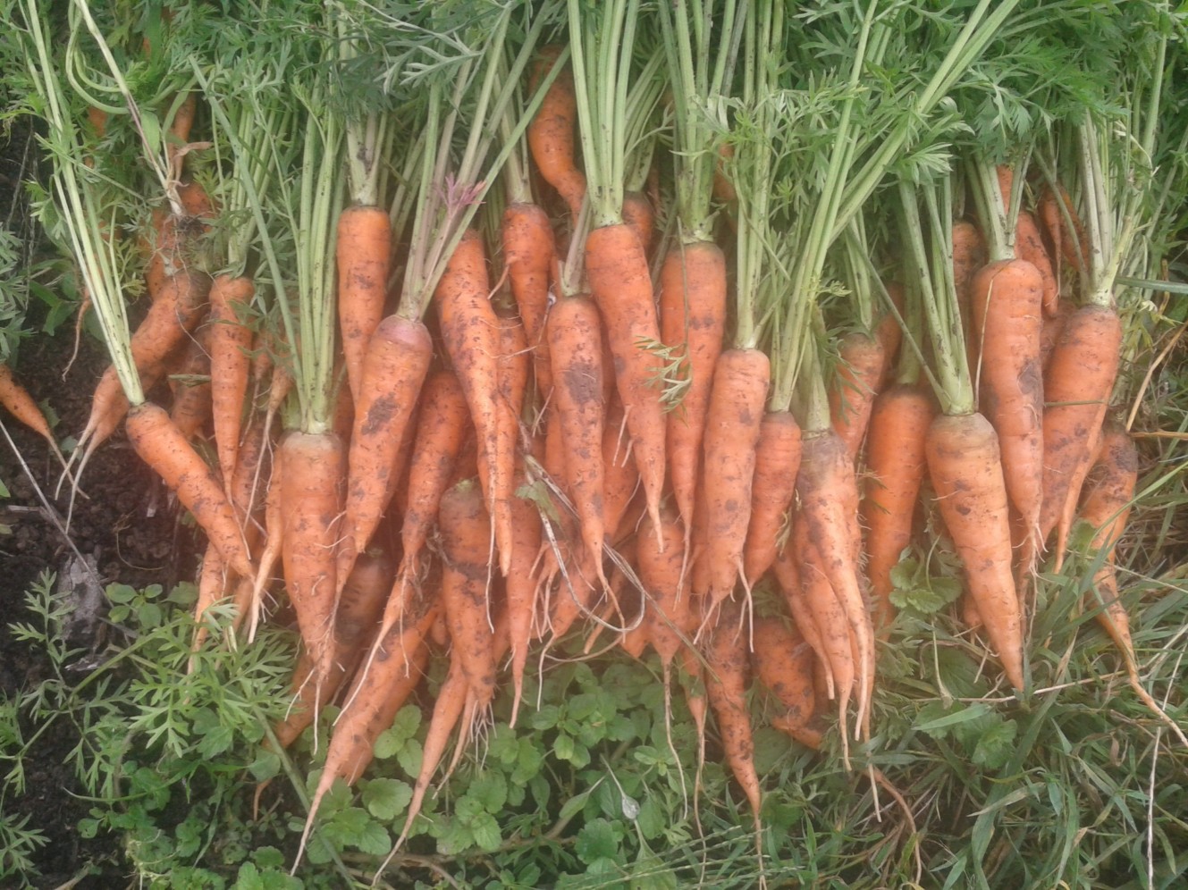 2016 carottes volees 12