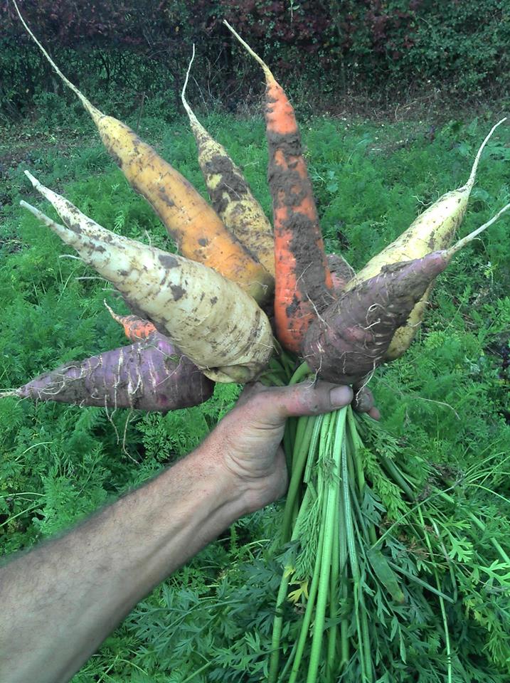 Carotte multicolores