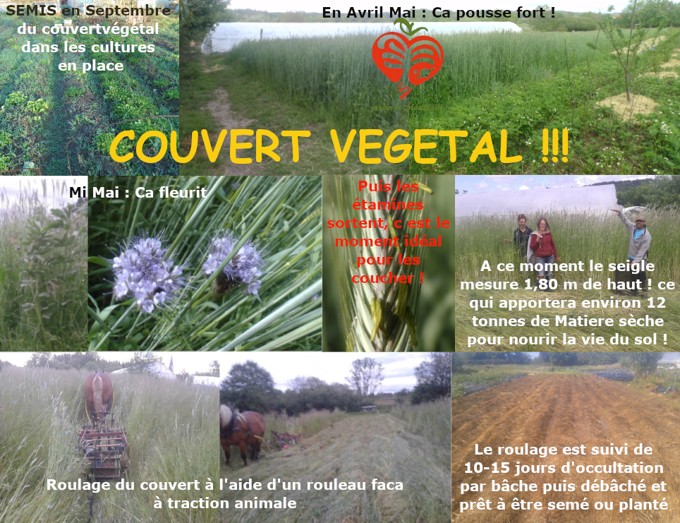 Couverts vegetaux