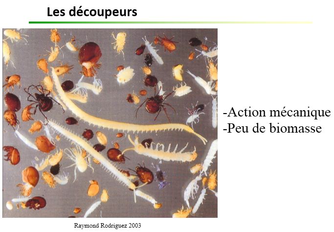 Decoupeurs