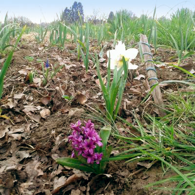 Fleurs jardin accueil