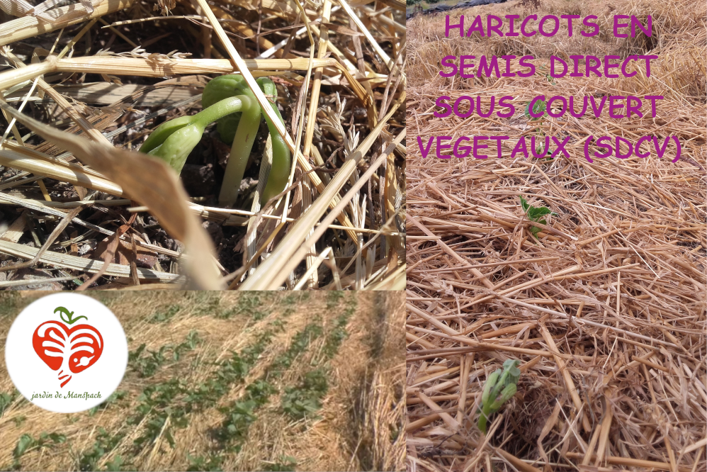 Haricot sdcv