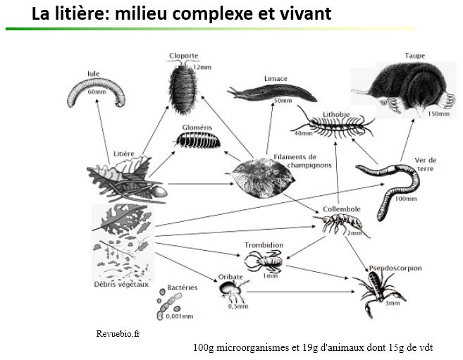 Litiere vie