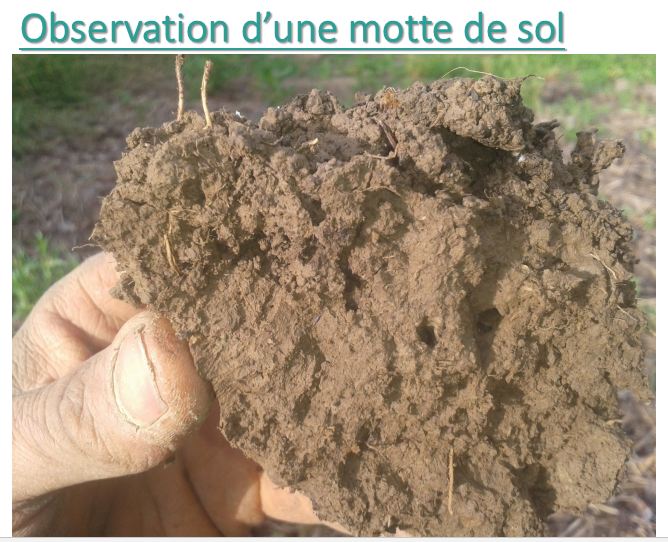 Motte sol