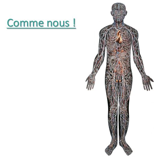 Organisme humain